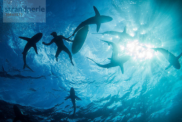 Niedrigwinkel-Unterwasseransicht eines Surfers mit Surfbrett mit Haien  Colima  Mexiko