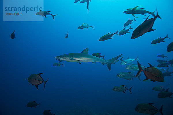 Unterwasser-Ansicht eines Schwarmes von Seidenhaien (carcharhinus falciformis) San Benedicto  Revillagigedo  Colima  Mexiko