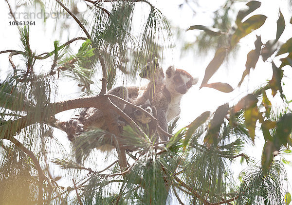 Ringschwänziger Lemur (Lemur catta) im Baum mit ihren Babys  Antananarivo  Madagaskar
