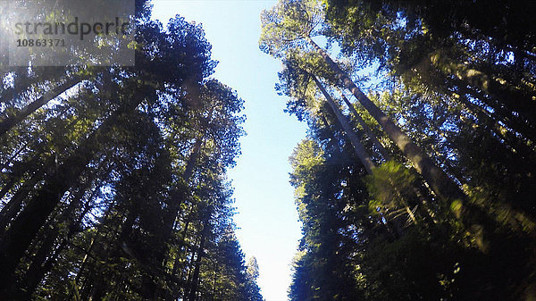 Tiefblick auf Waldbaumkronen und blauen Himmel  Kalifornien  USA