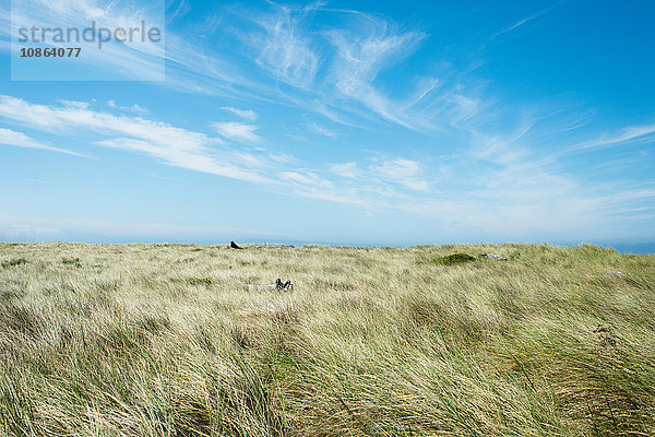 Landschaft eines Feldes mit langem Gras  Oregon  USA