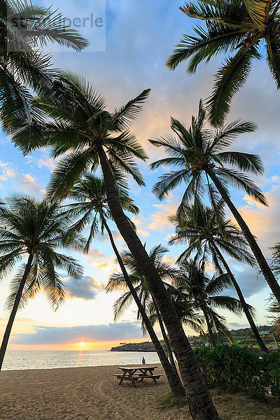 Palmen bei Sonnenuntergang  Hulopo'e Beach Park  Insel Lanai  Hawaii  USA