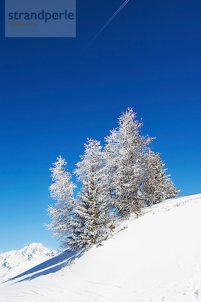 Schneebedeckte Bäume  Französische Alpen