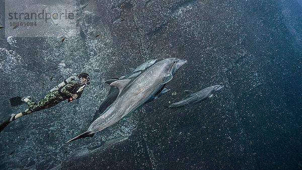 Gerätetaucher beim Schwimmen mit Grossen Tümmlern