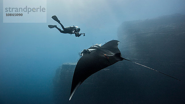 Taucher  der mit einem ozeanischen Riesenmantarochen schwimmt