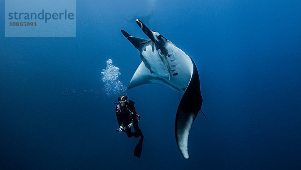 Taucher  der mit einem ozeanischen Riesenmantarochen schwimmt