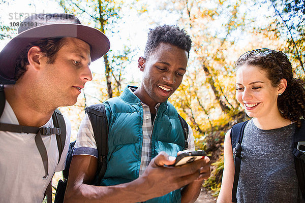Drei junge erwachsene Wanderer schauen auf Smartphone-GPS im Wald  Arcadia  Kalifornien  USA