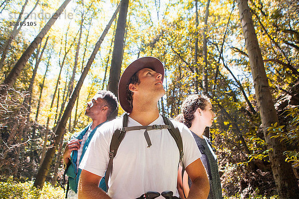 Drei junge erwachsene Wanderer schauen im Wald auf  Arcadia  Kalifornien  USA