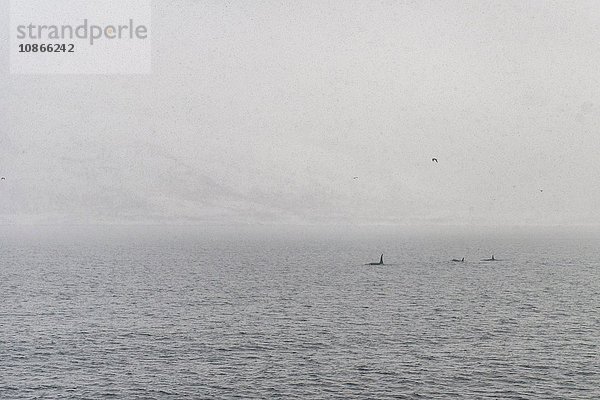 Killerwale  Tromso  Norwegen