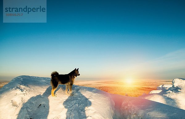 Hund steht auf verschneitem Hügel  Sonnenuntergang  Russland