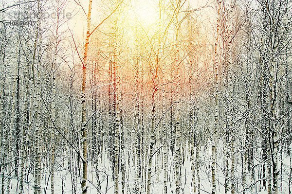 Winterlandschaft bei Sonnenuntergang  Russland