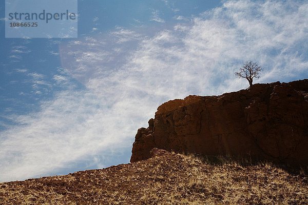 Baum über der Wüstenlandschaft