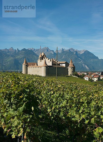 Mittelalterliche Burg und Weinberge