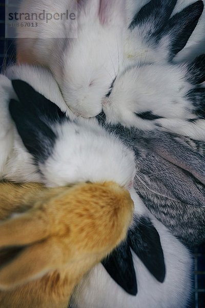 Draufsicht auf Kaninchen  die sich auf dem Vogel- und Blumenmarkt in Shanghai zusammengedrängt haben  China