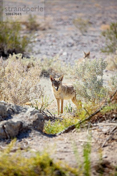 Kojote steht im Death Valley