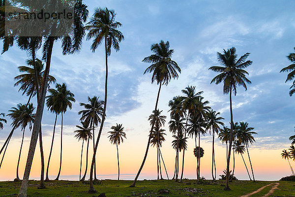 Silhouettierte Palmen bei Sonnenuntergang an der Küste  Dominikanische Republik  Karibik