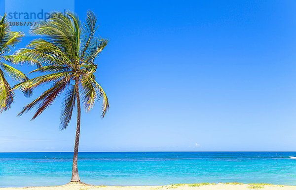 Palme am Strand  Dominikanische Republik  Karibik
