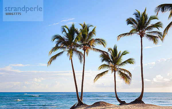 Vier Palmen am Strand  Dominikanische Republik  Karibik