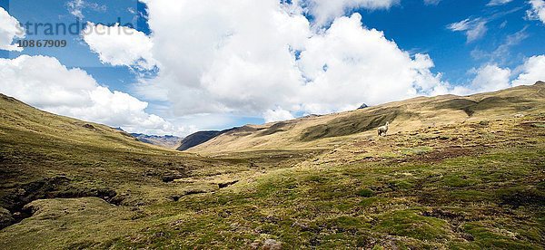 Abstieg durch die Pampa nach Punta Carretera im Urubamba-Gebirge  Peru