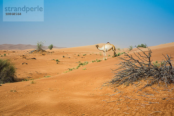 Einzelnes Kamel in der Wüste  Dubai  Vereinigte Arabische Emirate