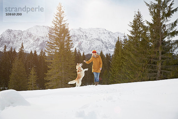 Frau spielt mit Husky in schneebedeckter Landschaft  Elmau  Bayern  Deutschland