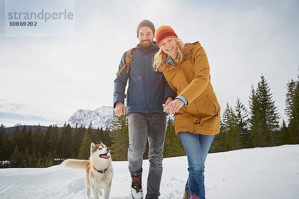Porträt eines Husky-Paares in schneebedeckter Landschaft  Elmau  Bayern  Deutschland