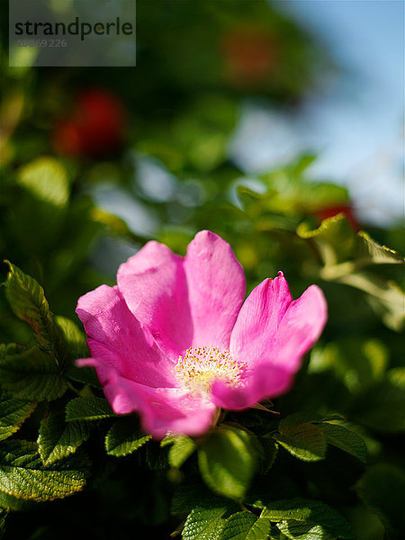 Rosa Hagebuttenblüte am Gartenstrauch