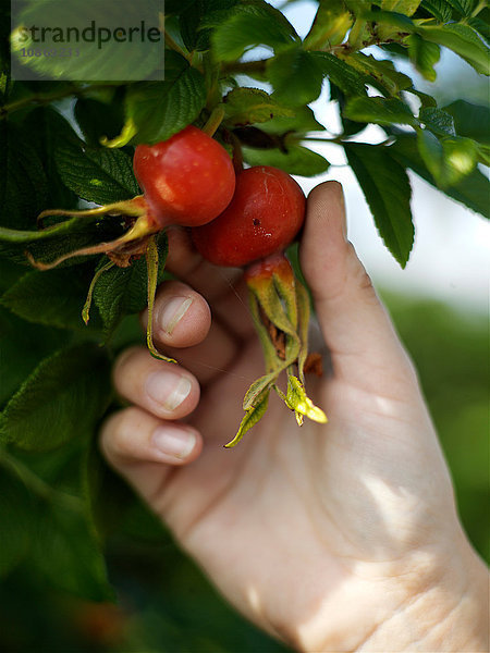 Frau pflückt mit der Hand Hagebutten vom Gartenstrauch