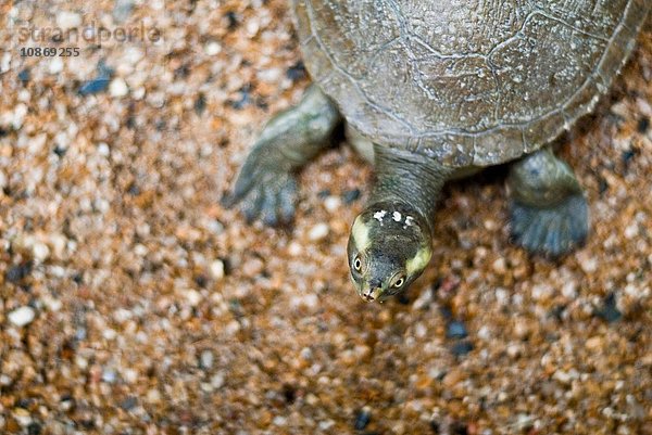 Schildkröte  Kuranda  Cairns  Australien