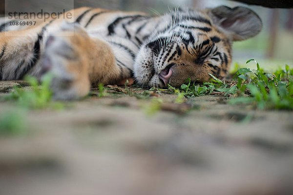 Tigerjunges schlafend  Tigerkönigreich  Mae Raem  Chiang Mai  Thailand