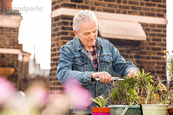 Älterer Mann beschneidet Topfpflanzen auf dem Dachgarten der Stadt