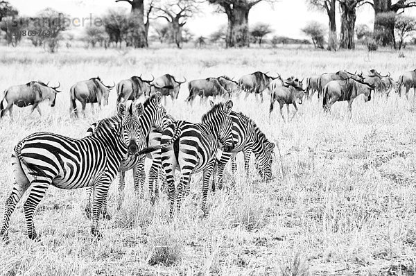 Zebras in der Serengeti  Tansania  Afrika