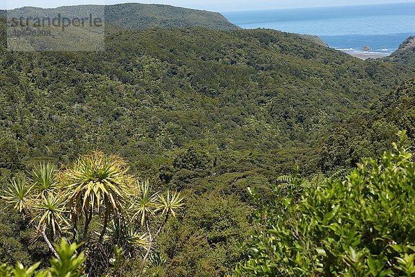 Tropenwald Karekare  Auckland  Neuseeland