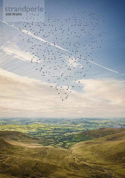 Herzförmiger Vogelschwarm  der über den Brecon Beacons fliegt  Wales  UK