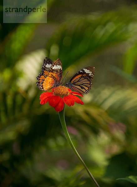 Gewöhnlicher Tigerfalter  Kep Schmetterlingsfarm  Kep  Kambodscha  Indochina  Asien