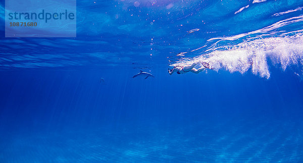 Taucher verfolgt Atlantischen Fleckendelphin über dem Meeresboden