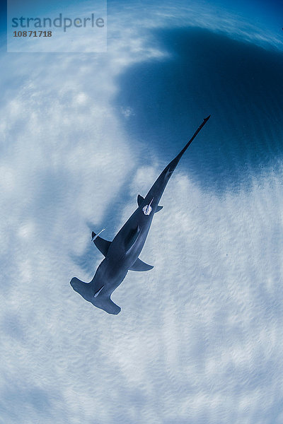 Großer Hammerhai schwimmt in der Nähe des Meeresbodens