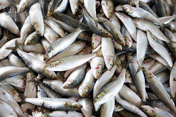 Draufsicht auf Fisch auf dem Fischmarkt  Muttrah  Muskateller  Oman  Naher Osten
