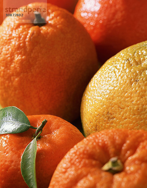 Orangen  Nahaufnahme