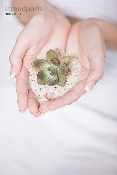 Die schalenförmigen Hände einer jungen Frau halten eine Pflanze