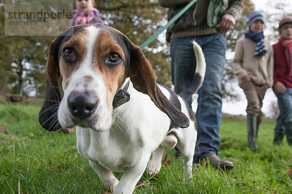 Familienspazierhund im Park  niedriger Abschnitt