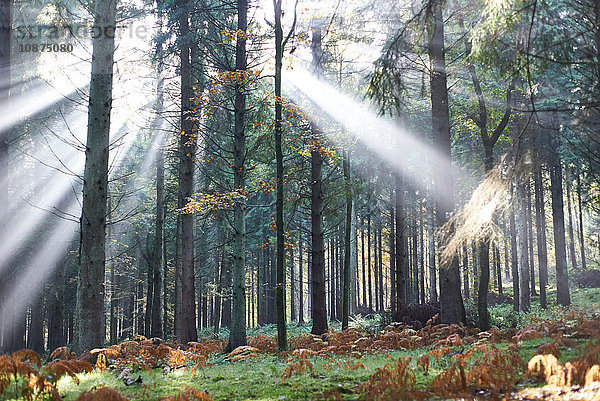 Sonnenstrahlen im Forest of Dean  Bristol  UK