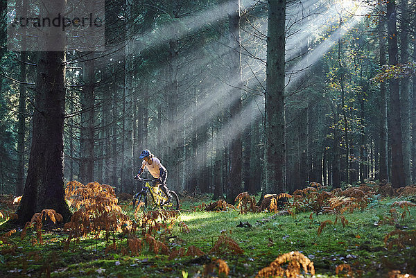 Mountainbikerin radelt durch Sonnenstrahlen im Forest of Dean  Bristol  UK