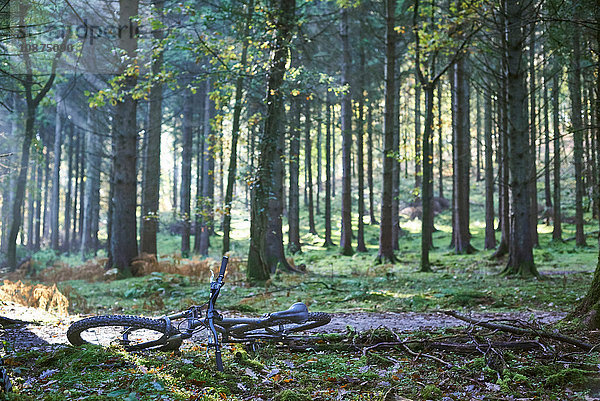 Mountainbike liegt auf Feldweg in Forest of Dean  Bristol  UK