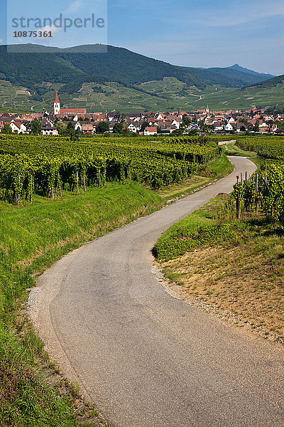 Landschaft mit kurvenreicher Straße durch Weinberge  Elsass  Lothringen  Frankreich