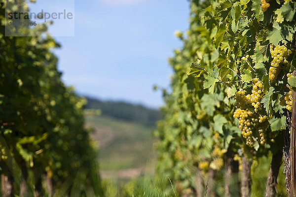 Rebstöcke und Trauben im Weinberg  Elsass  Lothringen  Frankreich