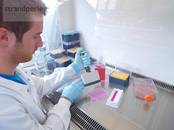 Wissenschaftler verwendet eine Mehrkanalpipette zum Füllen einer Mehrkanalplatte in einer biologischen Sicherheitswerkbank im Labor  Jenner-Institut  Universität Oxford