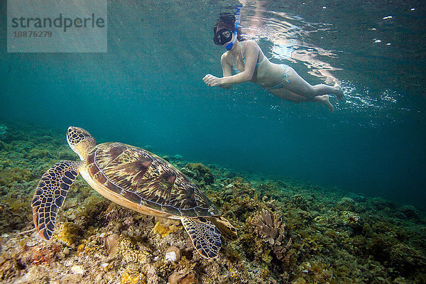 Junge Frau schwimmt mit seltener grüner Meeresschildkröte (Chelonia Mydas)  Moalboal  Cebu  Philippinen