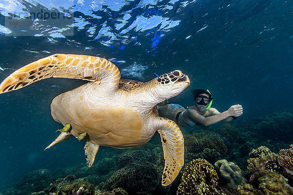 Junge Frau schwimmt mit seltener grüner Meeresschildkröte (Chelonia Mydas)  Moalboal  Cebu  Philippinen