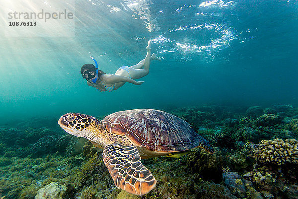 Junge Frau schwimmt mit seltener grüner Meeresschildkröte (Chelonia Mydas)  Moalboal  Cebu  Philippinen